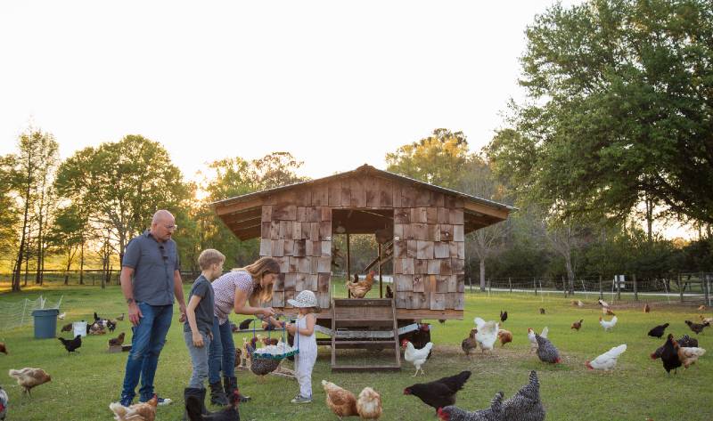 Imagen de gallinas ponedoras en una granja de animales